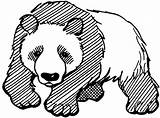 Panda Coloring Pages Bear Printable Cute Kids Drawing Clipart Color Print Giant Realistic Mammals Adults Bears Cliparts Pokemon Chinese Categories sketch template