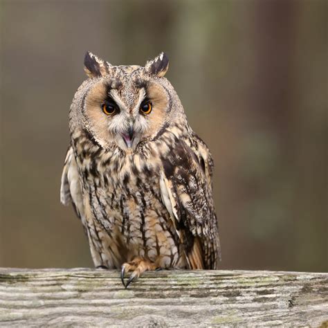 trogtrogblog bird   week long eared owl