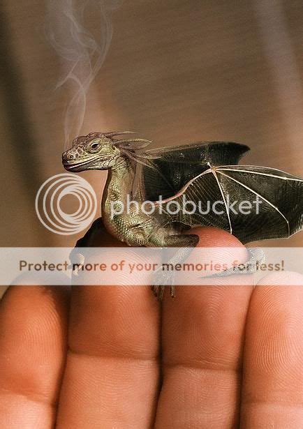 pet dragon photo  aryelad photobucket
