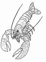 Lobster Shrimp Barong Gaddynippercrayons sketch template