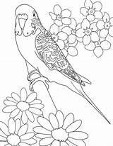 Coloring Pages Parakeet Flower Beautiful Bird Kids Drawings Sheets Animal Printable Budgies Books Adult Colouring Birds Book Color Tsgos Drawing sketch template