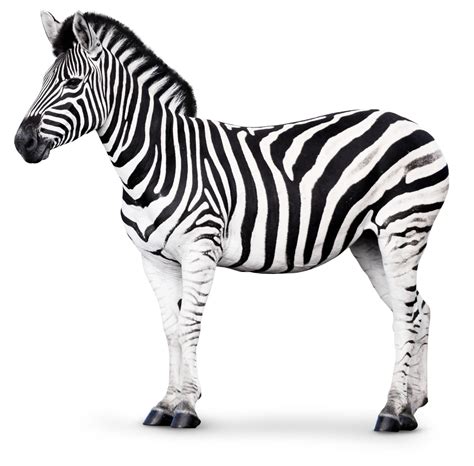 zebra facts  kids   zebras striped dk find