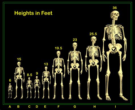 grading  giant human skeleton chart true freethinker