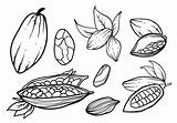 Cocoa Vector Beans Cacao Drawing Chocolate Hand Drawn Tree Draw Drawings Vecteezy Choose Board Coffee Edit Paintingvalley Fruit sketch template