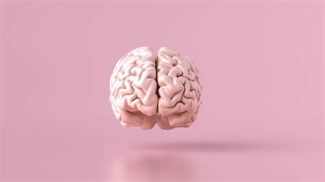 hoe de kleine hersenen de grote hersenen beinvloeden amazing erasmus mc