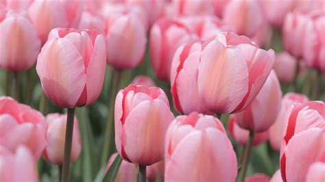 images field flower petal tulip spring pink tulips flowering plant lily family