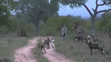 wild dogs  zebras january   youtube