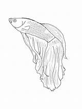 Fish Betta sketch template