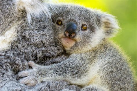 baby koala baby koala elsa   australian reptile park