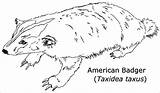 Badger Badgers Coloringbay Mammals sketch template