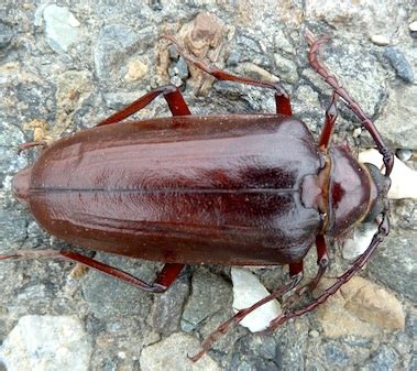 big brown beetle prionus californicus bugguidenet