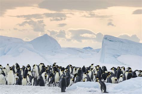 die reise der pinguine  kingkalli