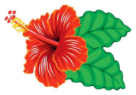 hibiscus clipart clipground