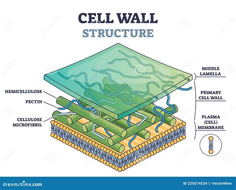 simple cell wall structure