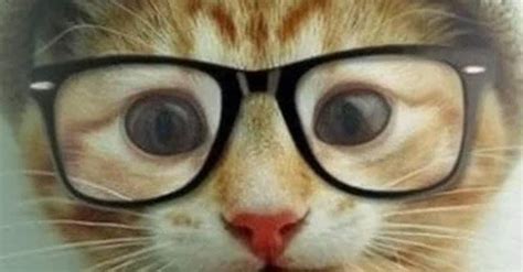 30 Adorable Pictures Of Cats Wearing Glasses