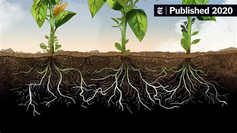 selfish  plants lets   root analysis   york times