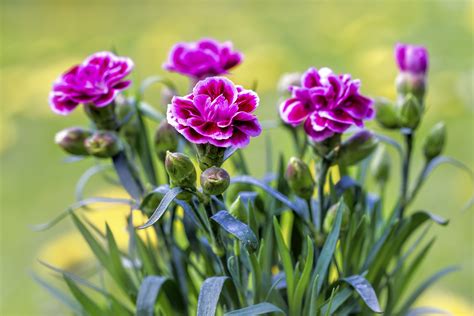 growing  caring  miniature potted carnations