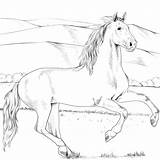 Horse Hest Heste Tegninger Ausmalbilder Pferde Ausmalen Andaluz Andalusian Caballo Paard Supercoloring Lette Printable sketch template