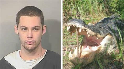 alleged burglar eaten by alligator while hiding from police latest