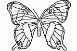 Papillon Kupu Mewarnai Schmetterling Papillons Borboleta Borboletas Colorier Mariposa Alamendah Paud Coloriages Malvorlagen Justcolor Metamorfose Mariposas Beste Paisible Vlinder Colar sketch template