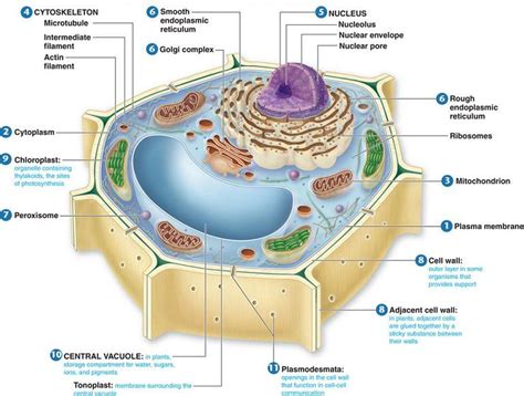 plant cell structure plant cell diagram cell diagram plant cell