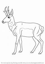 Pronghorn Paintingvalley Moose sketch template
