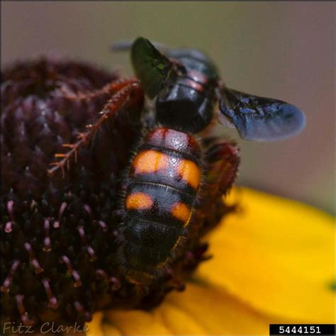 scoliid wasp scolia nobilitata tricincta