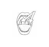 Tonsils sketch template