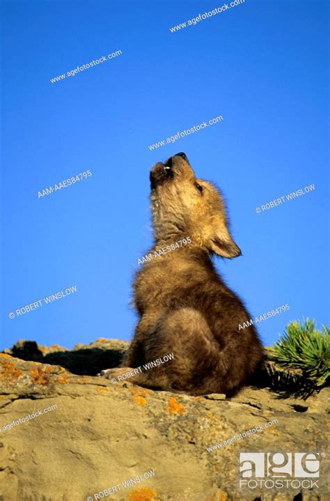 gray wolf pup howling canis lupus stock photo picture  rights