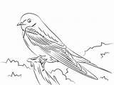 Swallow Barn Coloring Pages Swallows Tree Drawing Printable Color Birds Categories sketch template