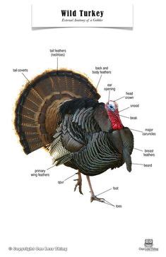 lets talk turkey anatomy page texas wildlife association activities lessons pinterest