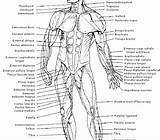 Worksheet Limb Anatomy Noblest sketch template