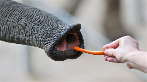 elephants superb nose   york times
