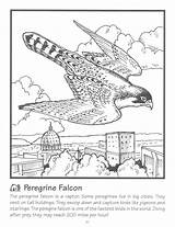 Falcon Coloring Flying Pages Peregrine Template sketch template