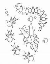 Insect Coloring Centipede Ant Kids sketch template