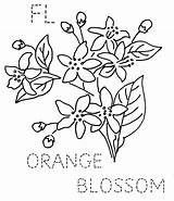 Blossom Coloring Orange Florida Flower Apricot State Drawings Template Pages Flickr Embroidery sketch template