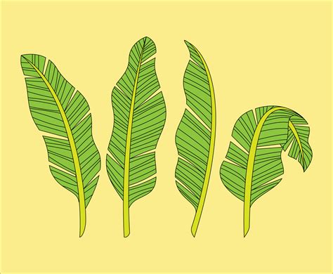 banana leaf handdrawn vector art graphics freevectorcom