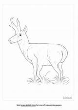 Pronghorn Kidadl Antelope Vektor Cliparto sketch template