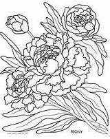 Peony Coloring Pages Color Getcolorings Sandra sketch template