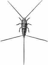 Silverfish Etc Clipart Its Medium Saccharina Lepisma Insect Gets Name Family Small Usf Edu sketch template