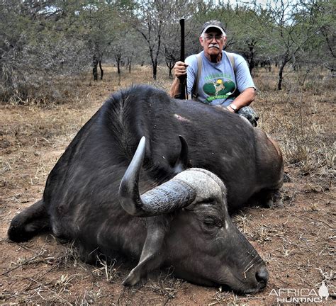 Hunt Cape Buffalo In South Africa