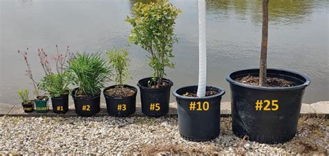 container gardening plant container size chart