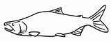 Salmon Sockeye Coloring Pages King Coho Chinook Pink Red Fly Musical Drawings Silver sketch template