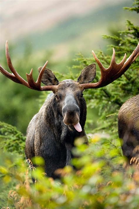 picture  close bull moose