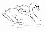 Cisne Lindo Swans Wydrukowania łabędzie Pintarcolorir Refuge Tudodesenhos Animais Freecoloringpages sketch template