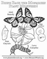 Coloring Monarch Pages Life Cycle Butterfly Plant Milkweed Color Larva Save Butterflies Plants Simple Caterpillar Choose Board sketch template