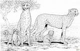 Cheetah Family Coloring Pages Printable Baby Kids Print Animal Colouring Cute Color Sheets Realistic Adult Supercoloring Book Gif Real Popular sketch template