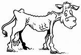 Cow Cows Drought Sheep Cliparts 134kb Clipartbest sketch template