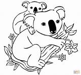 Koala Dibujo Malvorlage Koalas Kleurplaat Kleurplaten Malvorlagen Bebé Mamma Sulle Spalle Imprimer Mamá Su Coalas Ausdrucken Kinderbilder Coala Supercoloring Mutter sketch template