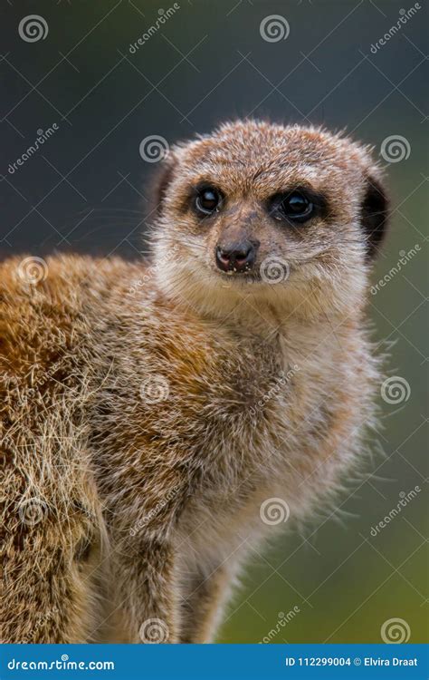 meerkat stock photo image  hunched captivity meerkat